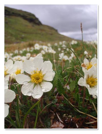 blommor
