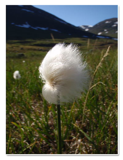 blomma